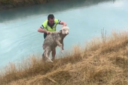 這隻羊掉到河裡爬不上來已精疲力盡，路人看到緊急上前救援，旁人錄下驚險又溫暖的畫面
